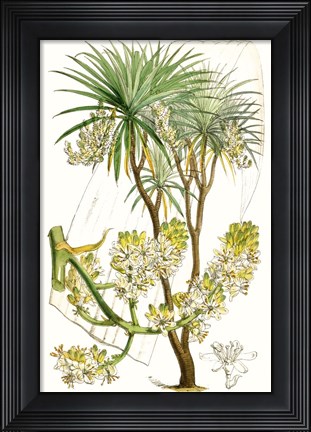 Framed Curtis Palms VI Print
