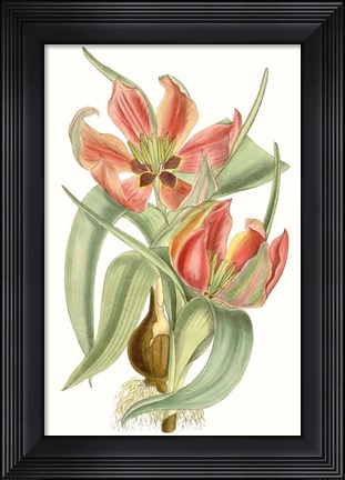 Framed Curtis Tulips I Print