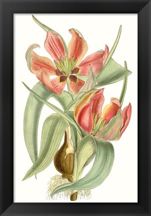 Framed Curtis Tulips I Print