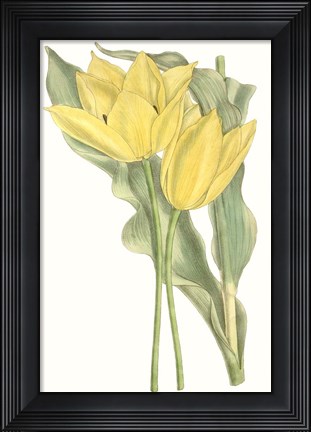 Framed Curtis Tulips II Print