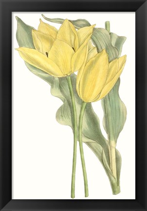 Framed Curtis Tulips II Print