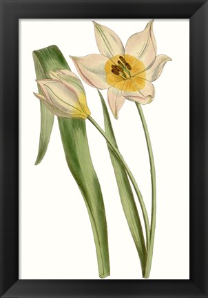 Framed Curtis Tulips III Print