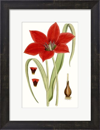 Framed Curtis Tulips IV Print