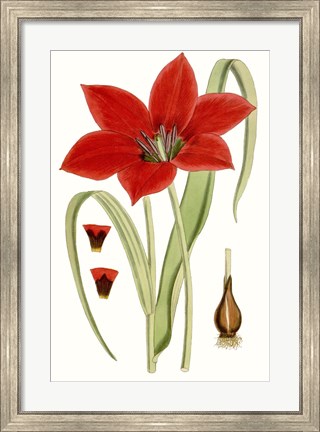 Framed Curtis Tulips IV Print