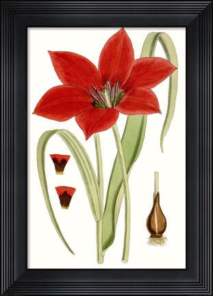 Framed Curtis Tulips IV Print