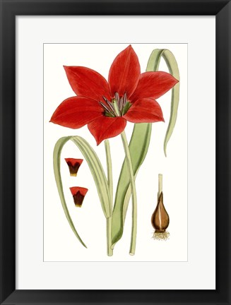 Framed Curtis Tulips IV Print