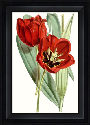 Framed Curtis Tulips V Print