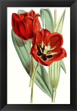 Framed Curtis Tulips V Print