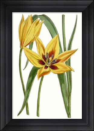 Framed Curtis Tulips VI Print