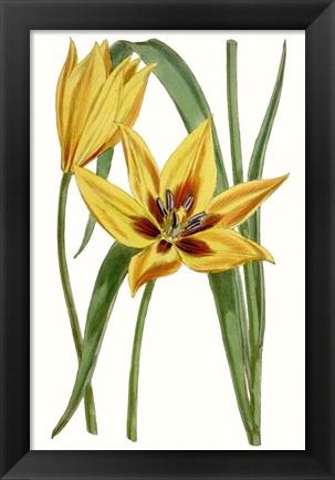 Framed Curtis Tulips VI Print