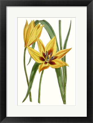 Framed Curtis Tulips VI Print