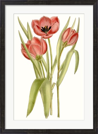 Framed Curtis Tulips VII Print
