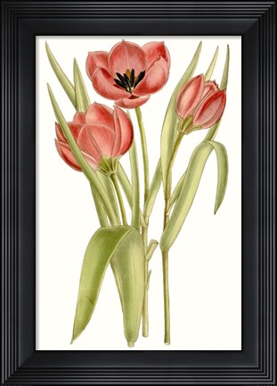 Framed Curtis Tulips VII Print