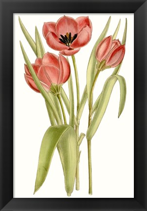 Framed Curtis Tulips VII Print