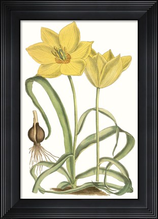 Framed Curtis Tulips VIII Print