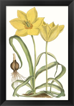 Framed Curtis Tulips VIII Print