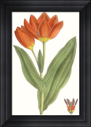 Framed Curtis Tulips IX Print