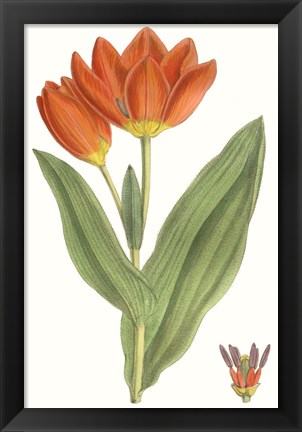 Framed Curtis Tulips IX Print