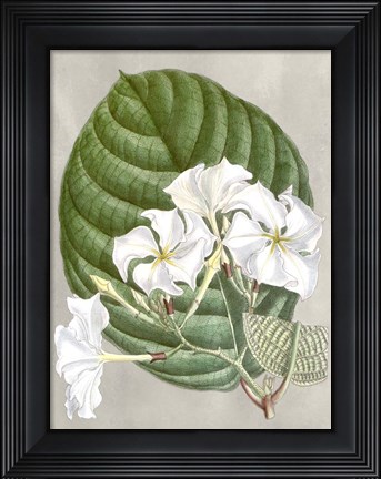 Framed Alabaster Blooms I Print