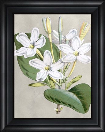 Framed Alabaster Blooms II Print