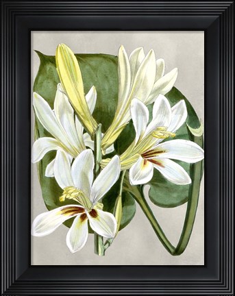 Framed Alabaster Blooms IV Print