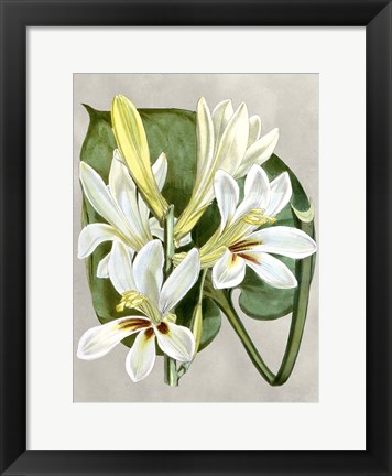 Framed Alabaster Blooms IV Print