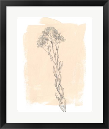 Framed Branch on Blush I Print