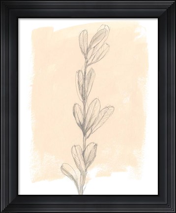Framed Branch on Blush II Print