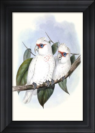 Framed Pastel Parrots IV Print