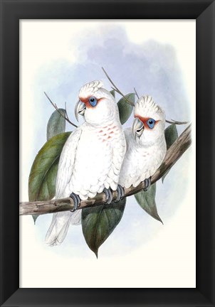 Framed Pastel Parrots IV Print