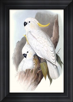 Framed Pastel Parrots V Print