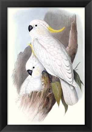 Framed Pastel Parrots V Print