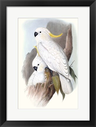 Framed Pastel Parrots V Print