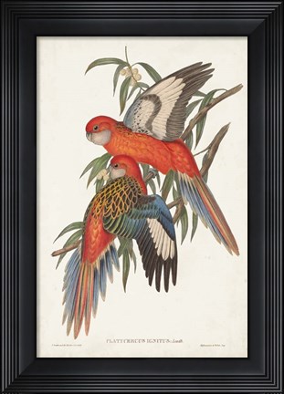 Framed Tropical Parrots I Print