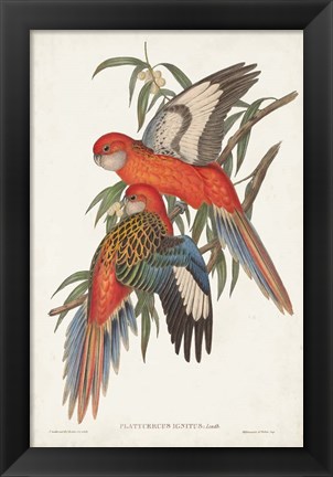 Framed Tropical Parrots I Print