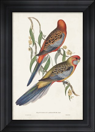 Framed Tropical Parrots II Print