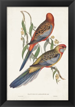 Framed Tropical Parrots II Print