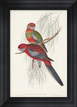 Framed Tropical Parrots III Print