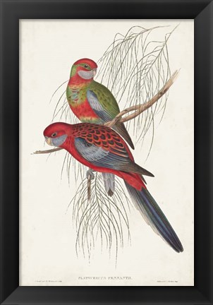 Framed Tropical Parrots III Print