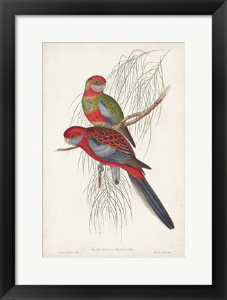 Framed Tropical Parrots III Print