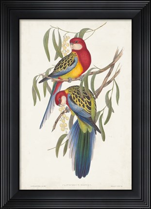 Framed Tropical Parrots IV Print