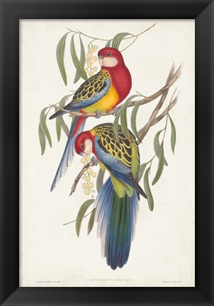 Framed Tropical Parrots IV Print