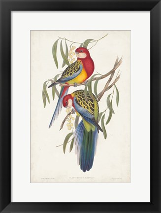 Framed Tropical Parrots IV Print