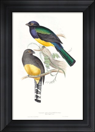 Framed Tropical Trogons II Print