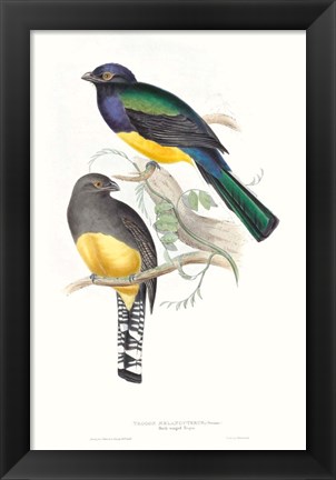 Framed Tropical Trogons II Print