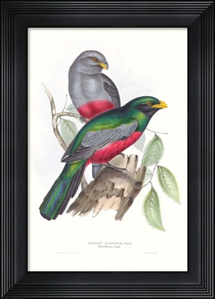 Framed Tropical Trogons III Print