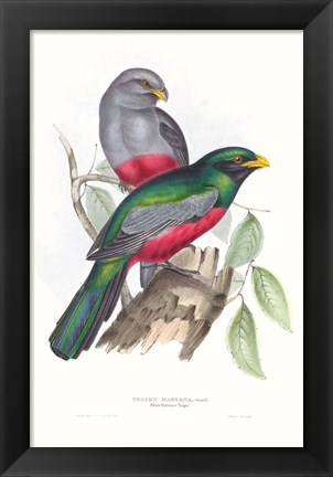 Framed Tropical Trogons III Print