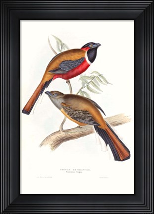 Framed Tropical Trogons IV Print
