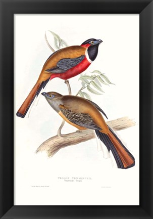 Framed Tropical Trogons IV Print