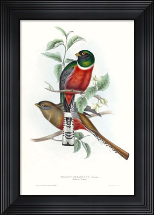 Framed Tropical Trogons V Print